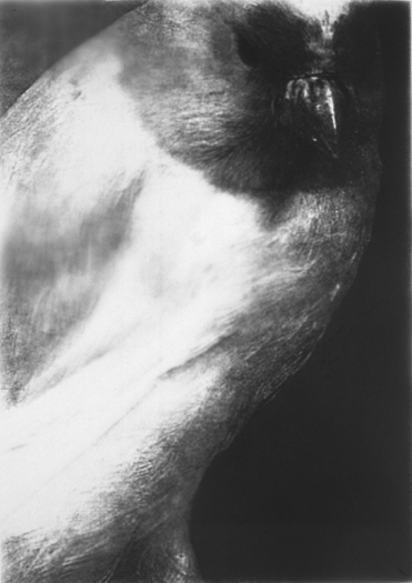 Bird/Chest, Gelatin Silver Print, 71in x 50in, 2000-1