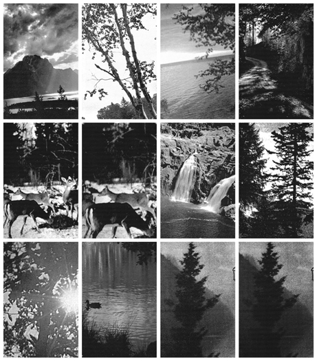 Branches DETAIL, Gelatin Silver Prints, 9 feet x 17 feet, (108 individual 17in x 11in prints), 2006-7