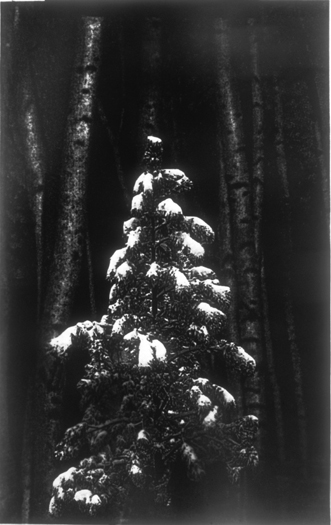 Tree/Tree Trunks, Gelatin Silver Print, 68”x42”, 2005-6