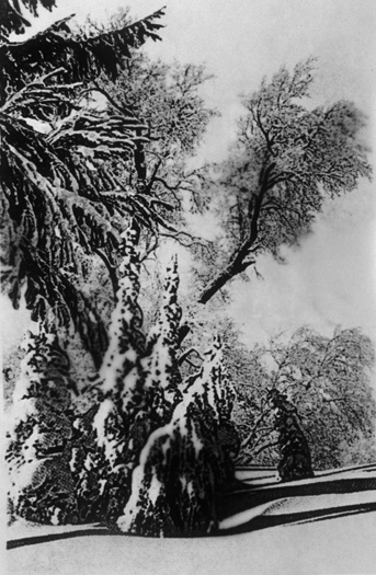 Feathered Branch, Gelatin Silver Print, 44in x 68in, 2005-6