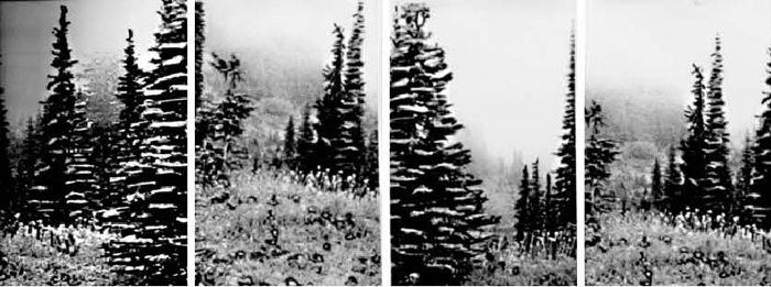 Winter Trees DETAIL, Gelatin Silver Prints, 9 feet x 18 feet, (114 individual 17in x 11in prints), 2006