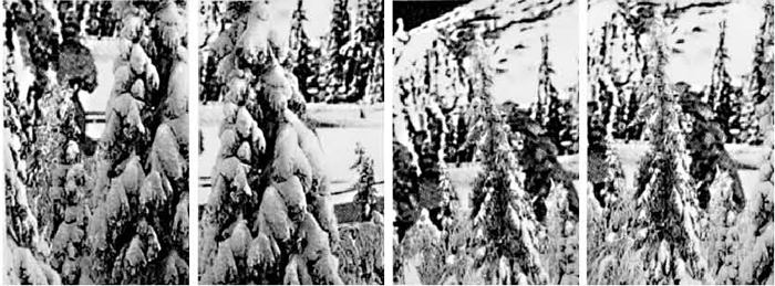 Winter Trees DETAIL, Gelatin Silver Prints, 9 feet x 18 feet, (114 individual 17in x 11in prints), 2006
